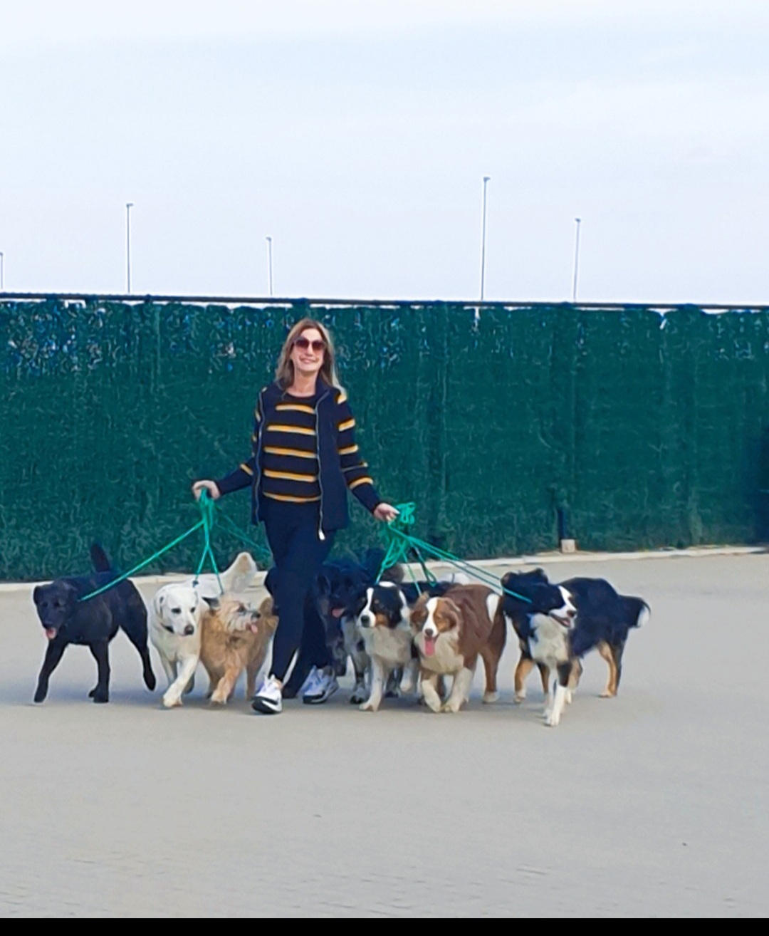 Perfect Dogs eigenaar loopt met verschillende honden